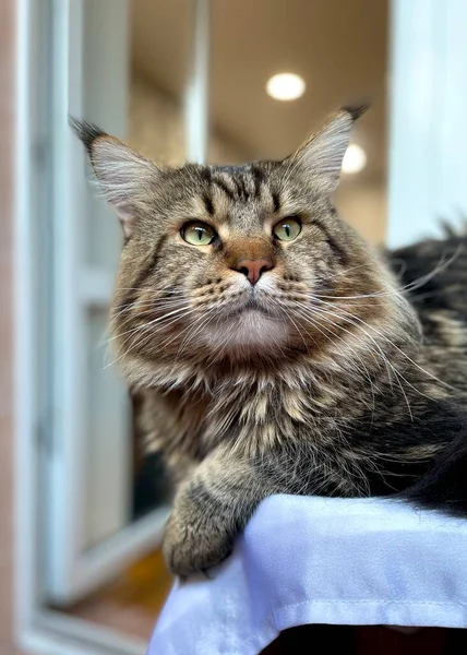 Maine Coon Katze König Tiere — Stockfoto