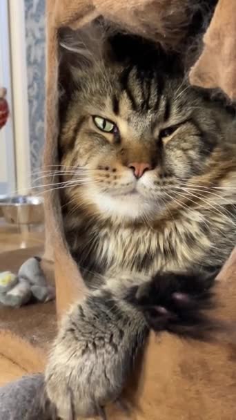Maine Coon Kucing Raja Hewan Peliharaan — Stok Video