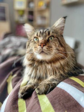 Maine Rakunu, Kedi, Evcil Hayvan, Hayvan 