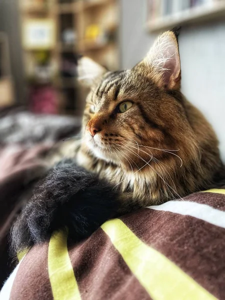 Maine Coon Kat Huisdier Dieren — Stockfoto