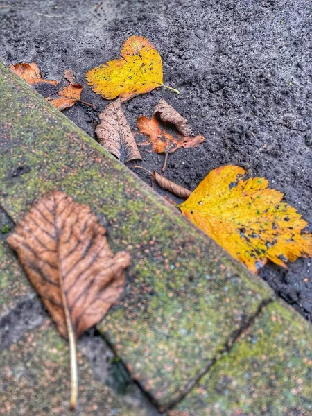 나뭇잎 나뭇잎 노란색 — 스톡 사진