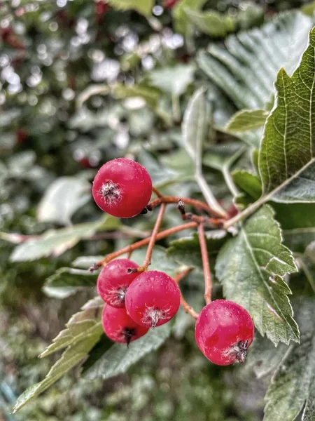 Berry Ukraine Autumn Red Rainy Nature — Stock Photo, Image