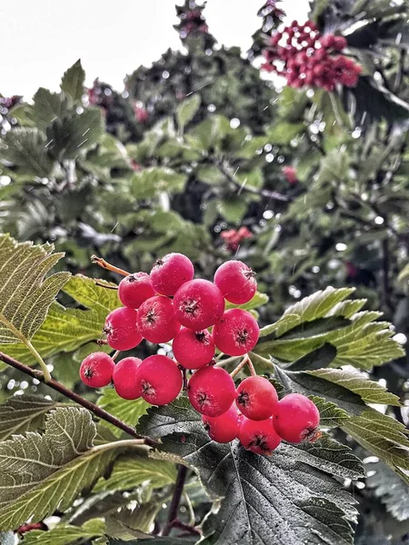 Berry Ucrânia Outono Vermelho Chuvoso Natureza — Fotografia de Stock