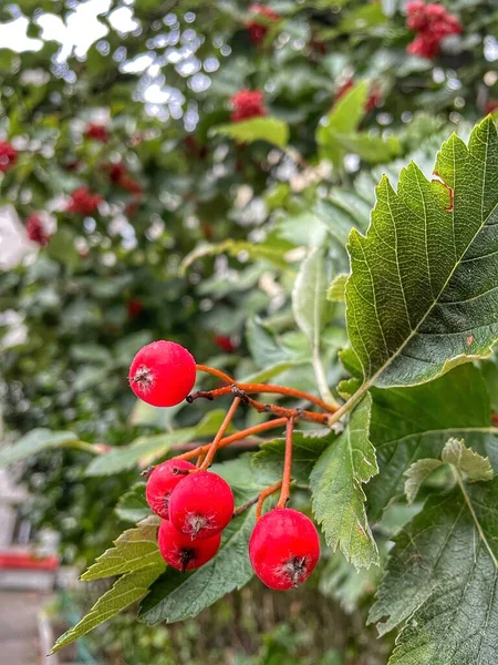 Bogyó Ukrajna Ősz Vörös Esős Természet — Stock Fotó