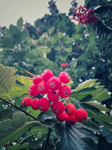 Berry Ucrânia Outono Vermelho Chuvoso Natureza — Fotografia de Stock