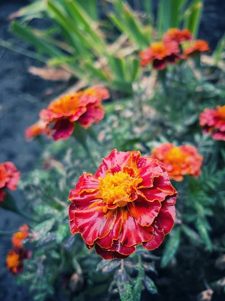 Ringelblume Blumen Ukraine Natur Herbst — Stockfoto