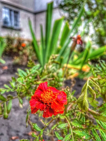 Marigold Kwiaty Ukraina Natura Jesień — Zdjęcie stockowe