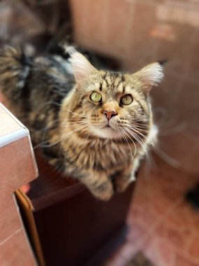 Maine Rakunu, Kedi, arkadaş, Mainecoon, ev, rahat