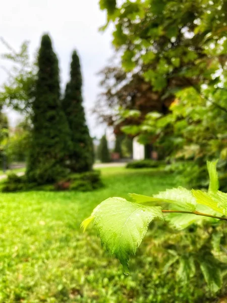 Hojas Verdes Septiembre Lluvia Ucrania — Foto de Stock