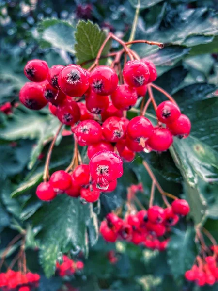 Autunno Pioggia Ucraina Bella Natura Gocce Bagnato — Foto Stock