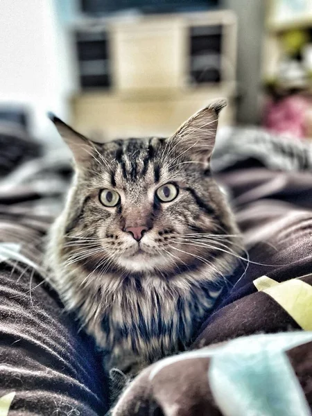 Maine Coon Kočka Domácí Videa Domácí Videa Útulné — Stock fotografie