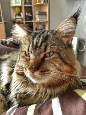 Maine Rakunu, Kedi, Evcil Hayvan, Ev, Bak, Arkadaşlar 