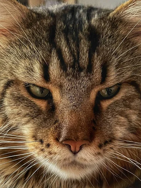 Maine Coon Gato Animais Estimação Casa Olha Amigos — Fotografia de Stock