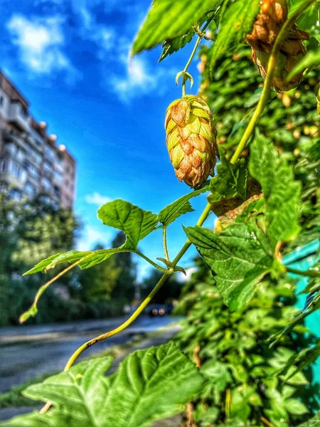 Hoja Verde Deja Cielo Vida Otoñal Aire Viento — Foto de Stock