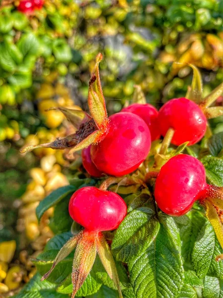 Nature Automne Baies Fruits Fleurs Incroyable Ukraine — Photo