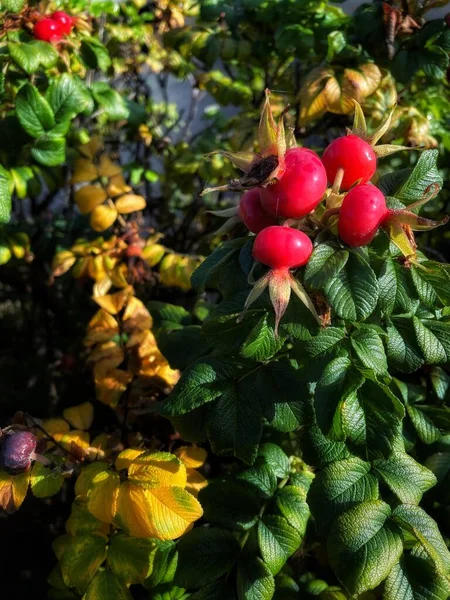 Natureza Outono Bagas Frutas Flores Inacreditável Ucrânia — Fotografia de Stock