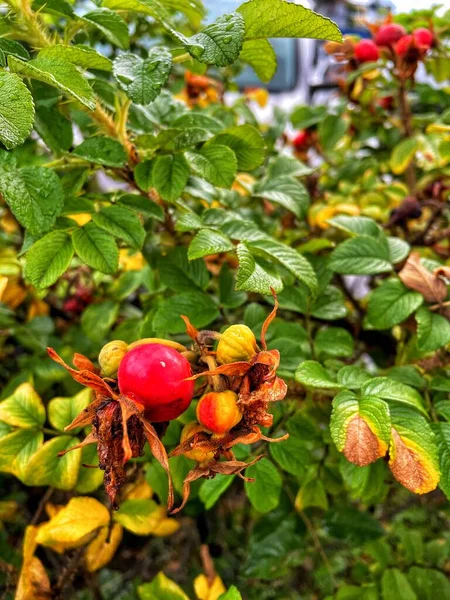 Természet Őszi Bogyók Gyümölcs Virágok Hihetetlen Ukrajna — Stock Fotó