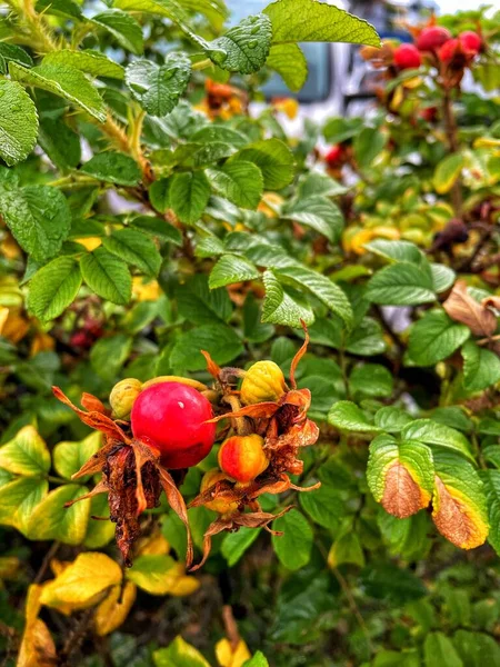 Natureza Outono Bagas Frutas Flores Inacreditável Ucrânia — Fotografia de Stock