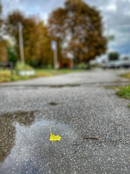 秋の雨は自然のウクライナの木新鮮な空気 — ストック写真