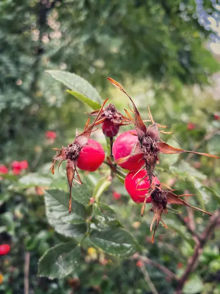 Flowers Autumn Colors Ukraine — Stock Photo, Image