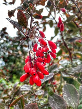 Çilekler, çiçekler, yapraklar, Ukrayna 'da yağmurdan sonra sonbahar doğası 