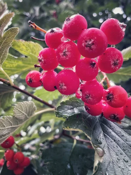 Böğürtlen Kırmızısı Doğa Ukrayna Sonbahar — Stok fotoğraf