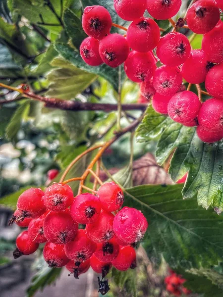 Berries Red Brunches September Ukraine — 图库照片