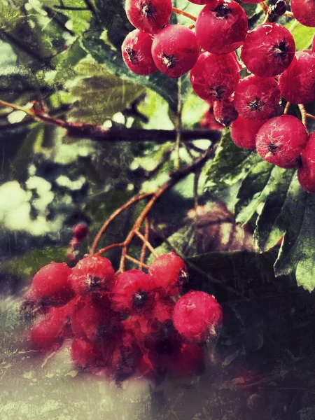 Berries Red Brunches September Ukraine — Stock Photo, Image