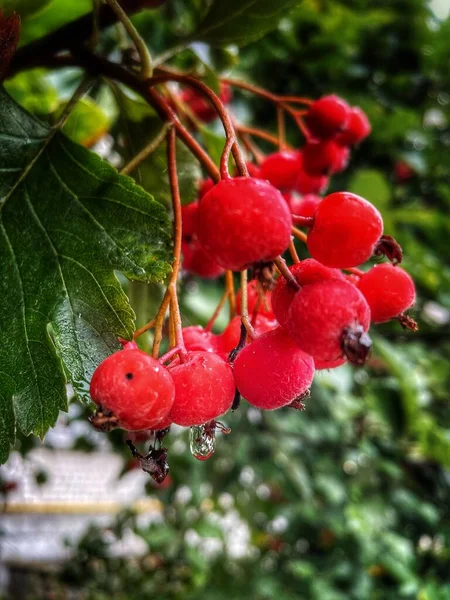 Berries Red Brunches September Ukraine — 图库照片