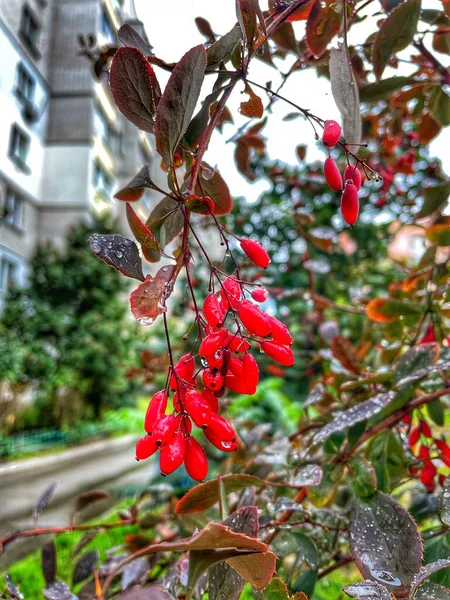 Bayas Flores Hojas Otoño Naturaleza Después Lluvia Ucrania — Foto de Stock