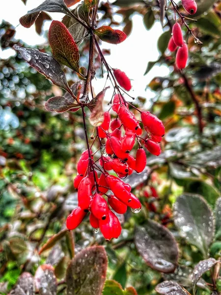 Bessen Bloemen Bladeren Herfst Natuur Regen Oekraïne — Stockfoto