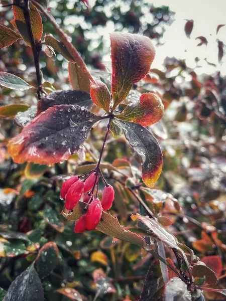 Ягоды Цветы Листья Осенняя Природа После Дождя Украине — стоковое фото