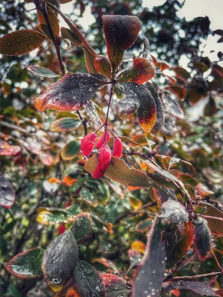 Bayas Flores Hojas Otoño Naturaleza Después Lluvia Ucrania — Foto de Stock