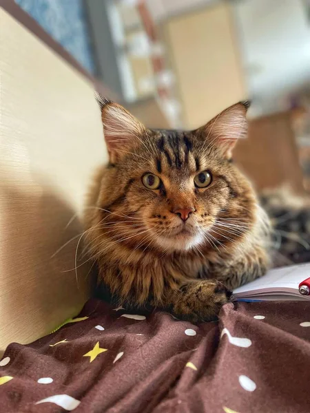 Maine Coon Gato Chefe Rei Caderno Caneta Animais Estimação — Fotografia de Stock