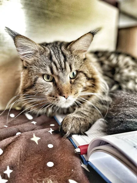 Maine Coon Gato Jefe Rey Cuaderno Pluma Mascotas — Foto de Stock