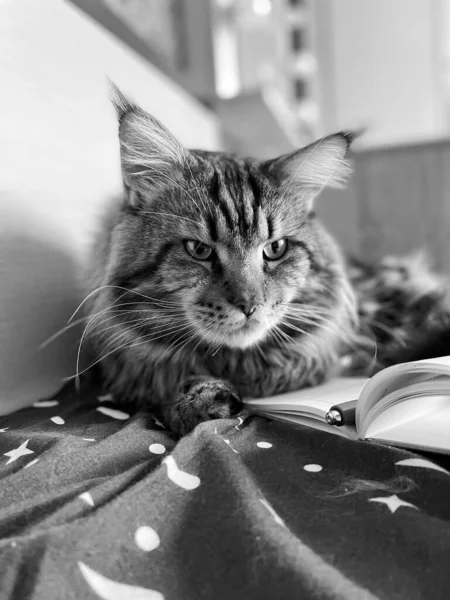 Maine Coon Gatto Capo Notebook Penna Animali Domestici — Foto Stock