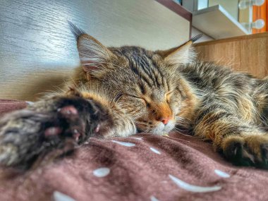 Maine Rakunu, Kedi, Evcil Hayvan, Arkadaş, Uyku, Rahatlama, Dinlenme