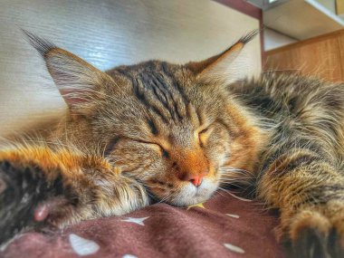 Maine Rakunu, Kedi, Evcil Hayvan, Arkadaş, Uyku, Rahatlama, Dinlenme