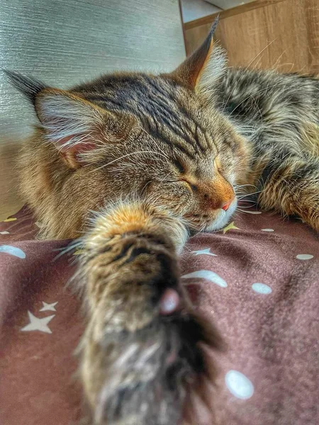 Ρακούν Μέιν Γάτα Κατοικίδιο Φίλος Ύπνος Χαλάρωση Ξεκούραση — Φωτογραφία Αρχείου