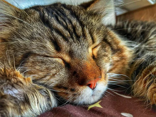 Maine Coon Kucing Hewan Peliharaan Teman Tidur Santai Istirahat — Stok Foto