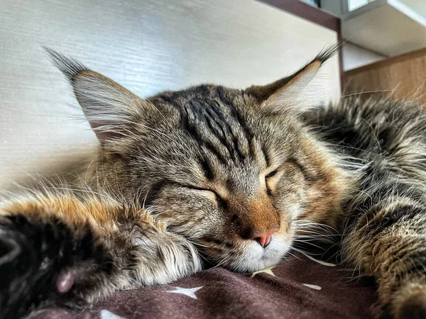 Maine Coon Gato Animal Estimação Amigos Dormir Relaxar Descansar — Fotografia de Stock