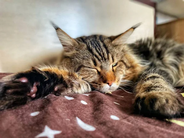 Maine Coon Kot Zwierzak Przyjaciel Sen Relaks Odpoczynek — Zdjęcie stockowe