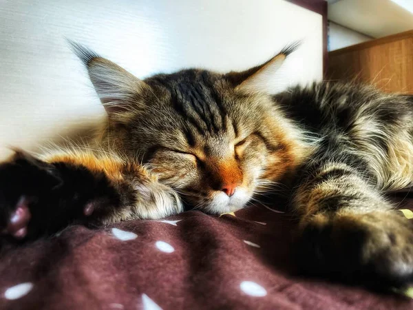 Maine Coon Kat Huisdier Vriend Slapen Ontspannen Rusten — Stockfoto