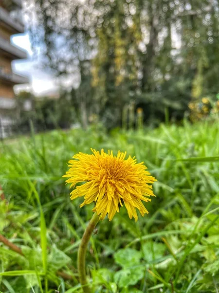 Квіти Жовті Природні Осінні Україна — стокове фото