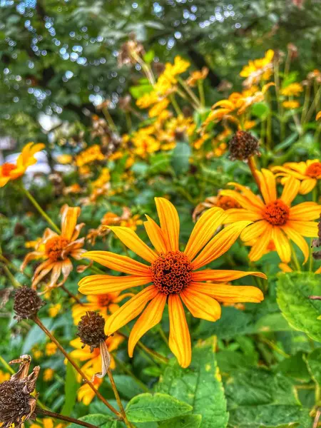 Blumen Gelb Natur Herbst Ukraine — Stockfoto