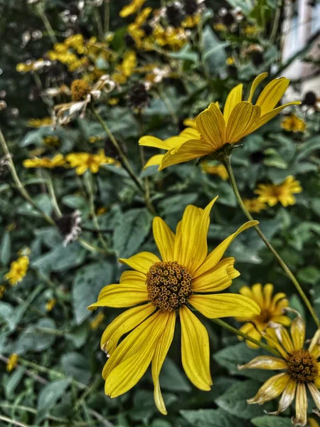 Fiori Giallo Natura Autunno Ucraina — Foto Stock