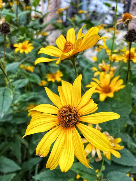 Flores Amarillo Naturaleza Otoño Ucrania — Foto de Stock