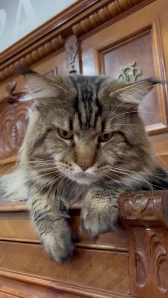 Maine Mýval Kočka Zvíře Domácí Mazlíček Přítel Velké Kočky — Stock video