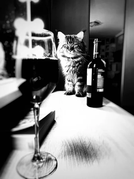 Gato Mainecoon Vino Botella Libro Vaso —  Fotos de Stock