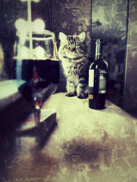 Gato Mainecoon Vinho Garrafa Livro Vidro — Fotografia de Stock